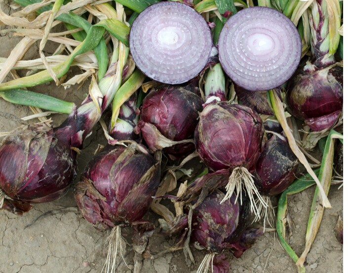 How to Grow Onions Profitably in Southern Nigeria