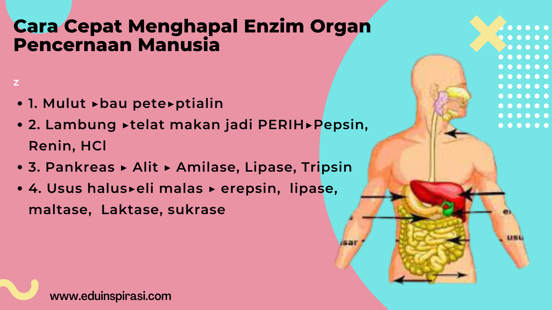 Cara Cepat Menghapal Enzim Pencernaan Fauziah Rachmawati Pendidik Dan Penulis