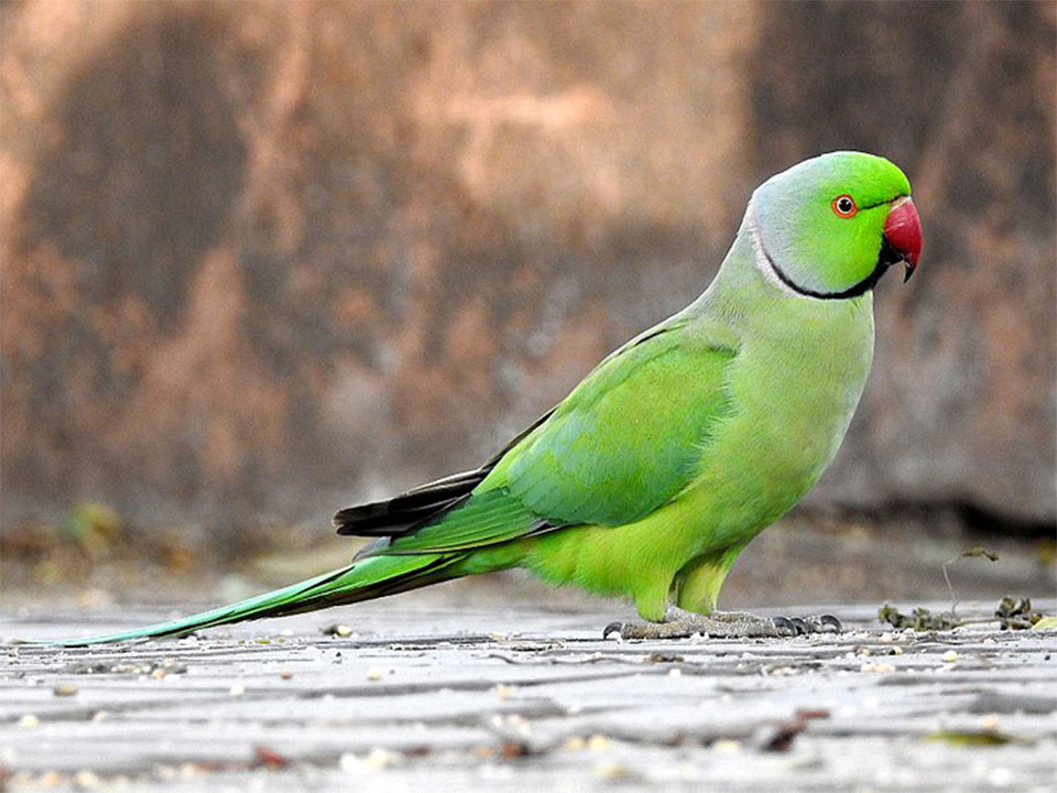 Parakeet Small to MediumSized Species of Parrot