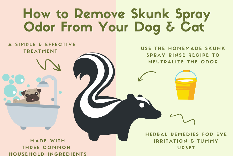Ottawa Valley Dog Whisperer How to Remove Skunk Spray Odor from a Dog