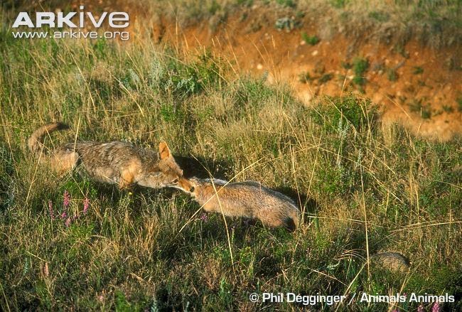 Canis latrans