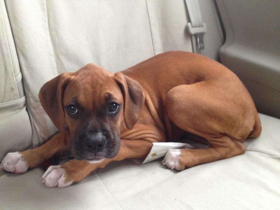 What do the colors of pretty litter mean The Meaning Of Color