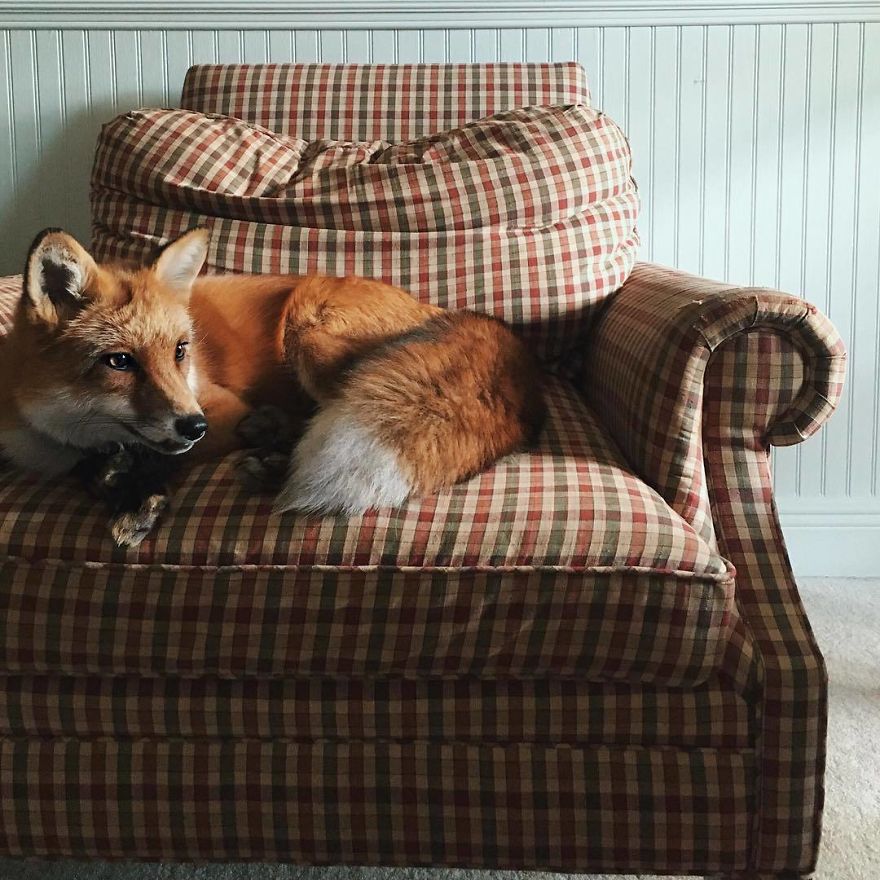Дом fox. Домашняя лиса. Лиса в домике. Уютная лиса. Домашний Лисенок.