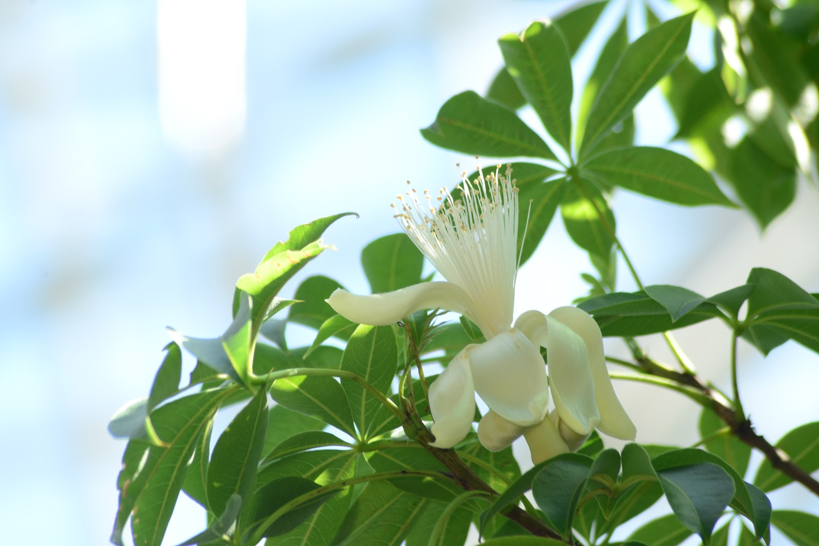広島市植物公園ブログ バオバブが咲きました