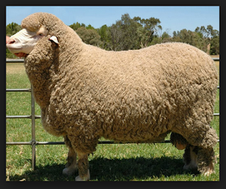 Contoh Serat dan Manfaatnya - Prakarya