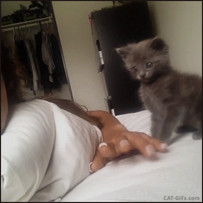 Cute Kitten GIF • Cute blue Kitten playing hard, fighting Mom's fingers and rolling on the bed. So cute ♥ Cute Kitten GIF • Cute blue Kitten playing hard, fighting Mom's fingers and rolling on the bed. So cute ♥
