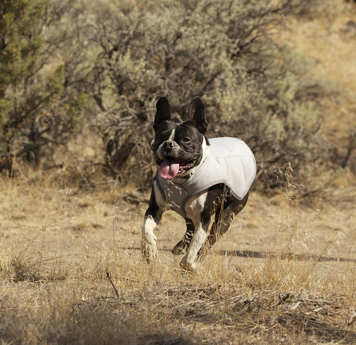 Cooling Vests for Dogs Cooling Vests for Dogs