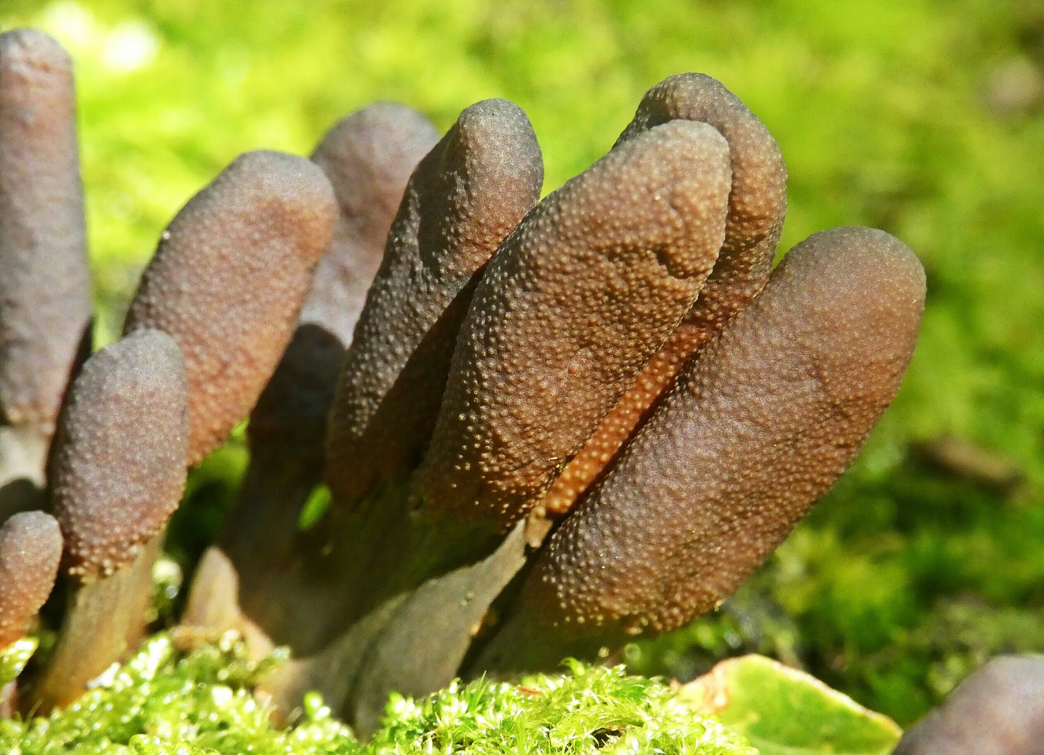 setas-y-hongos-de-tineo-2020