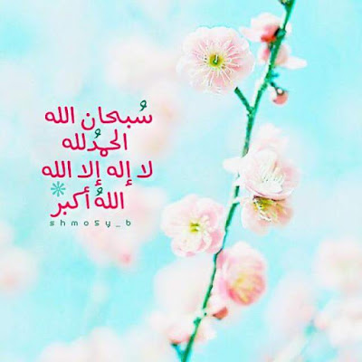 shof_7e9a62535a1d064