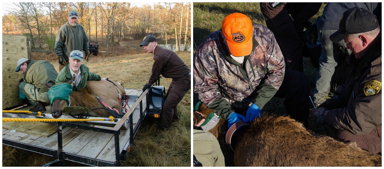 Elk Tracks Elk Return to Their Native West Virginia Range