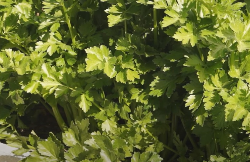 Cultivation of Celery in India; A full Information Guide Agrovista