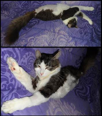 Anakin Two Legged Cat Sleeping