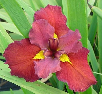 World of Irises: Understanding Louisiana Iris Part 5: Applying What We ...