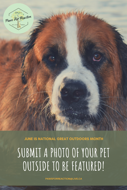 June is National Great Outdoors Month: Submit your pet to be featured