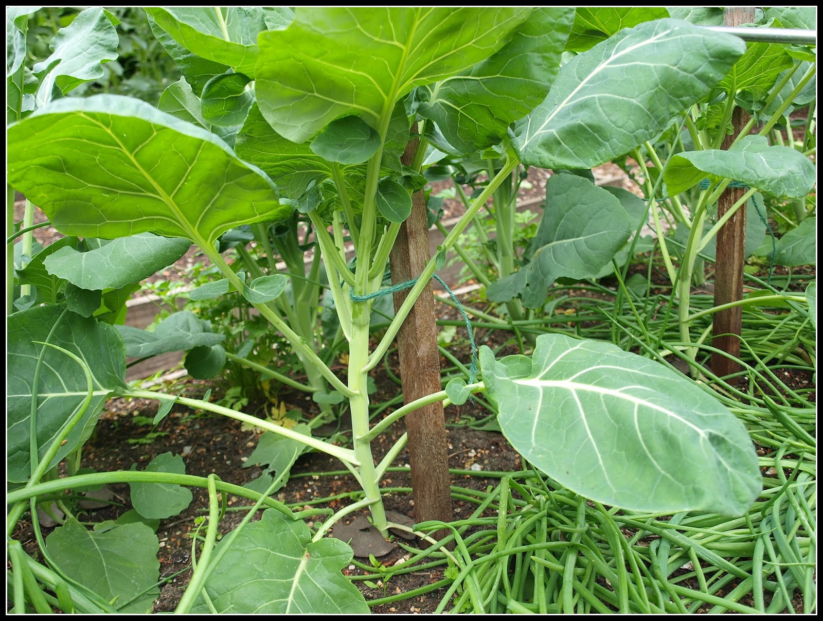Mark�s Veg Plot Brussels Sprouts and Shallots