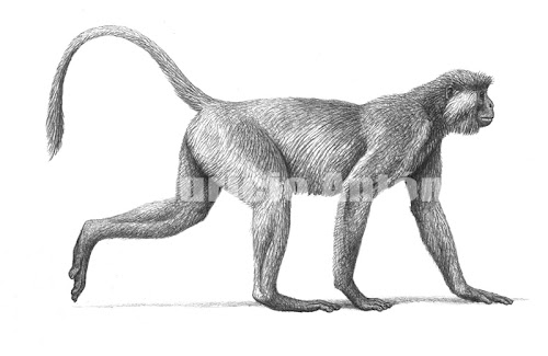 cercopitecos extintos Mesopithecus