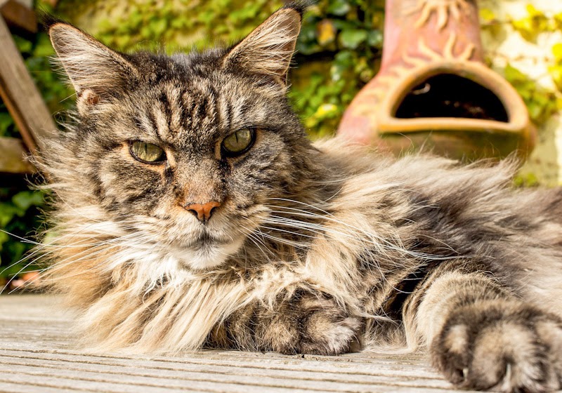 Your Maine Coon Guide
