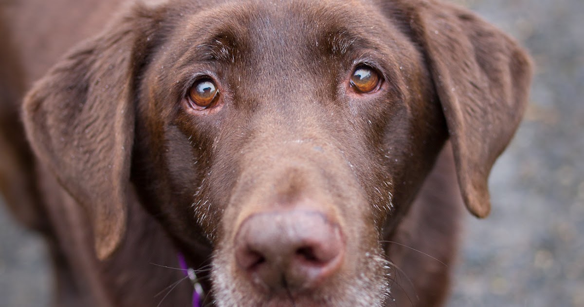 Shelter Dogs of Portland "HANK" nice senior Chocolate Lab