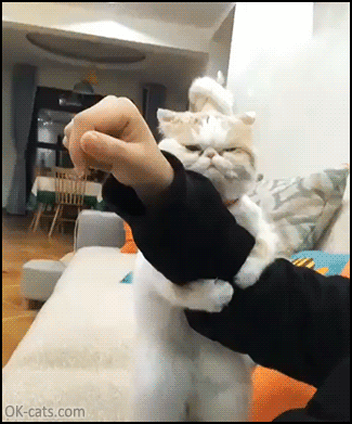 Please don't leave me, I can change.” • Cat GIF Website