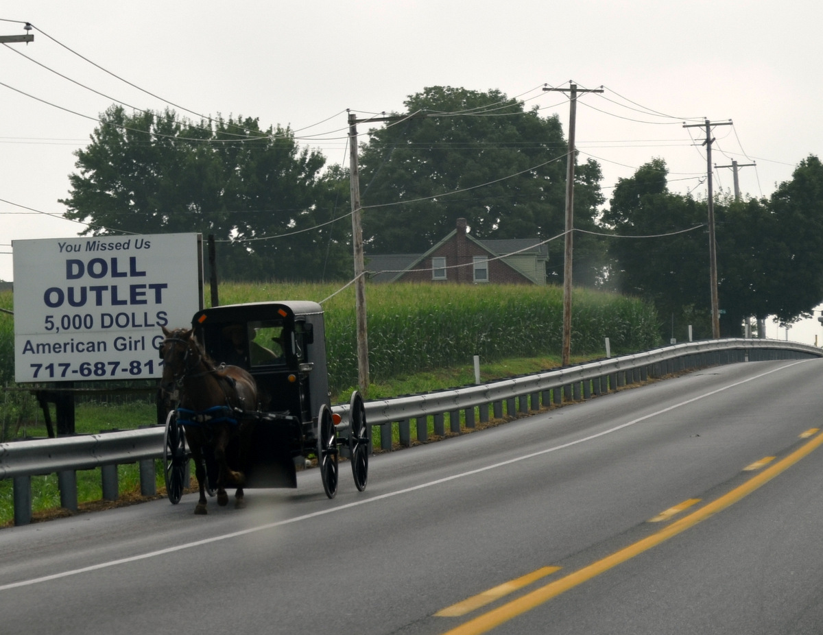 Westie Julep Back From Fabric Shopping in the Amish Countryside of