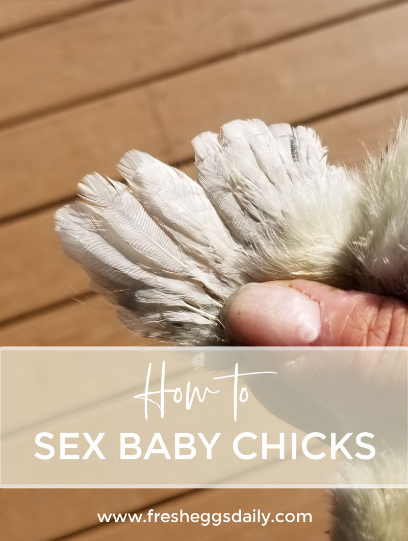 Photo Of Sexual Chicks