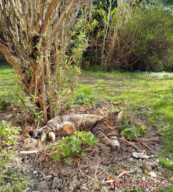 Katze im Beet - Cat in garden bed