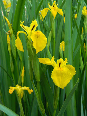 Iris pseudacorus Yellow Flag Iris by garden muses-not another Toronto gardening blog