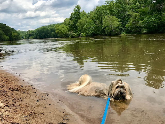 West Palisades trail Atlanta Rocco Havanese