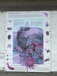 A sign showing sea life to be spotted at Cape Kiwanda.