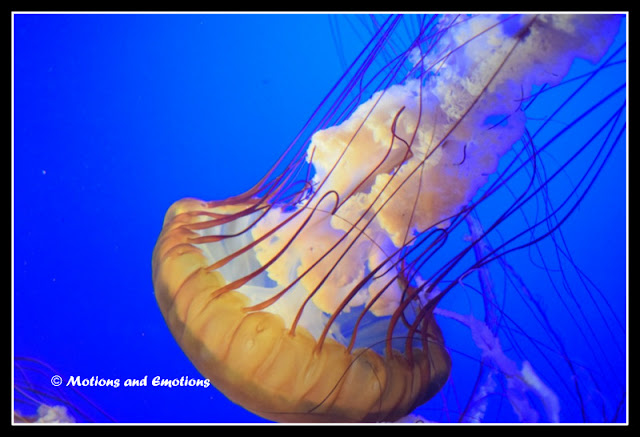 Life Under The Sea ---- Monterey Bay Aquarium