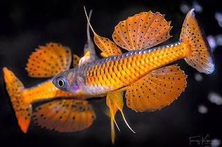 Картинка с форума