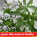 දුර්ලභ නික ශාකයේ ඖෂධීය වටිනාකම (Nika)