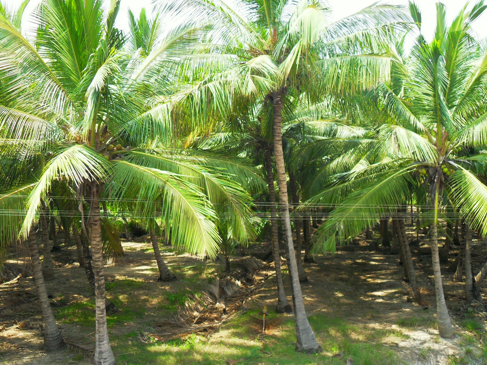 Пальмы в индии