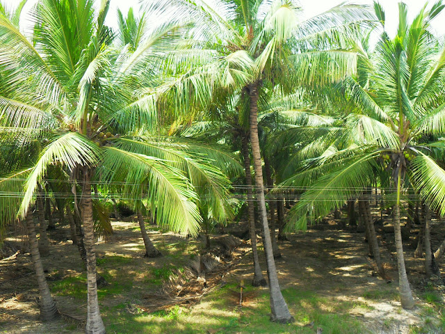 лес из кокосовых пальм на юге Индии