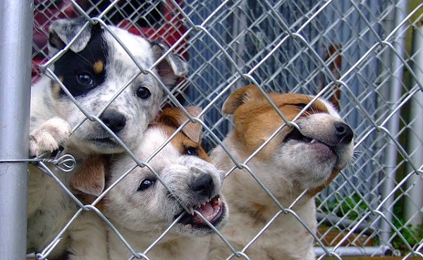 ¿Porqué Adoptar? ¿Porqué Adoptar?