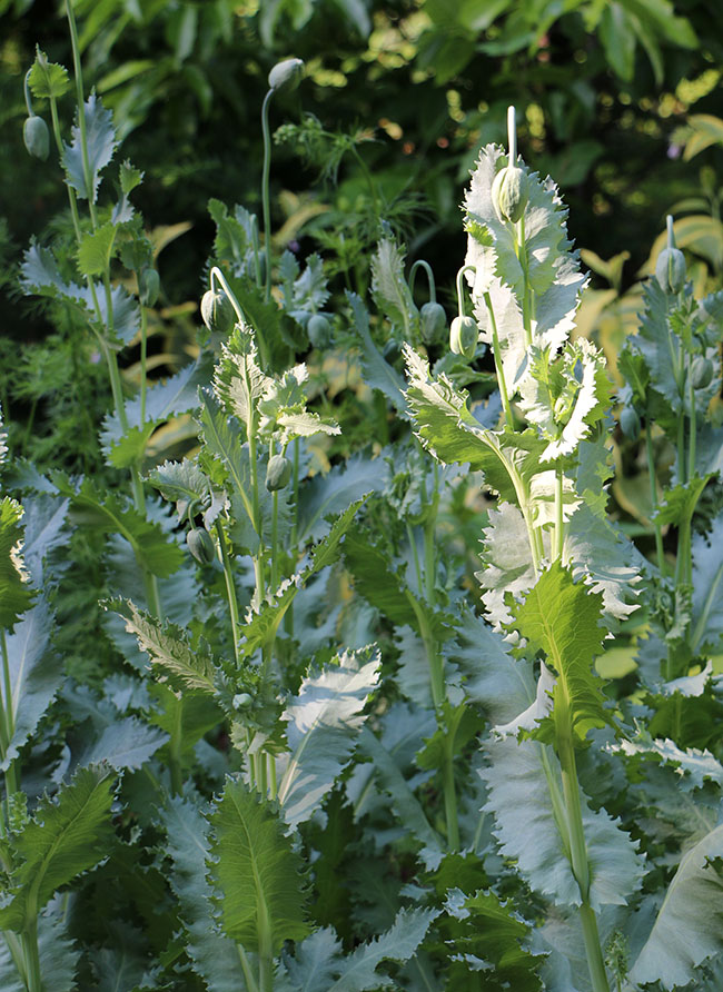 63 Best Flower Gardens Images Dream Garden Plants Outdoor Gardens