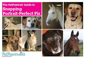 Sign up for my newsletter and get The PetPawtrait's Guide to Snapping Portrait-Perfect Pix
