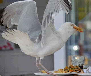 Seagull enjoying some fish and chips