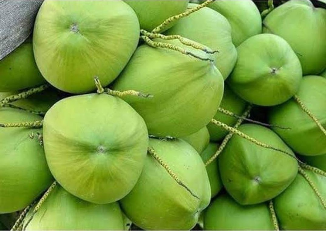 BIBIT KELAPA KERDIL ENTOK GENJAH Kendari