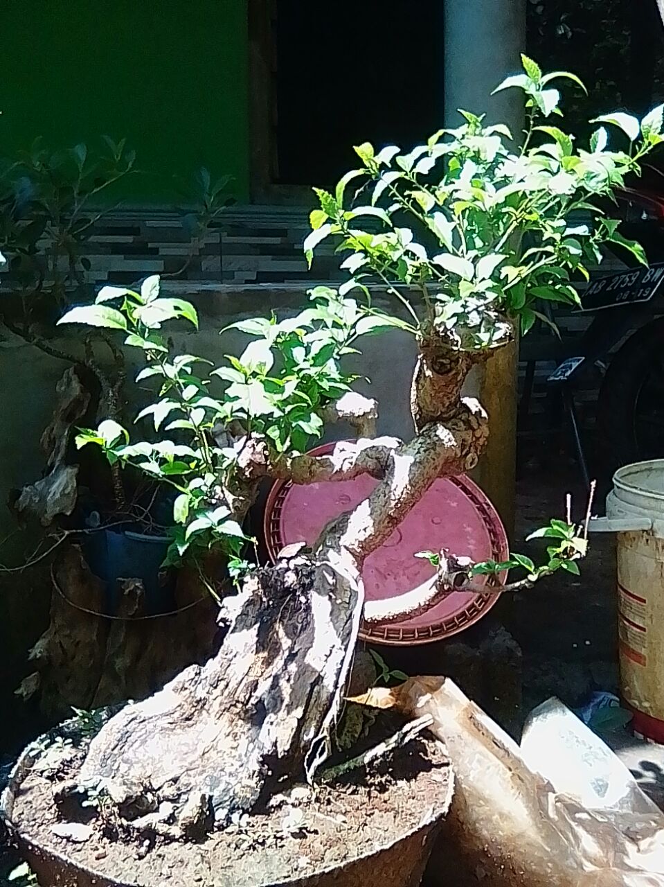 11 Cara Membuat Bonsai Bunga Sepatu Cahunit Com