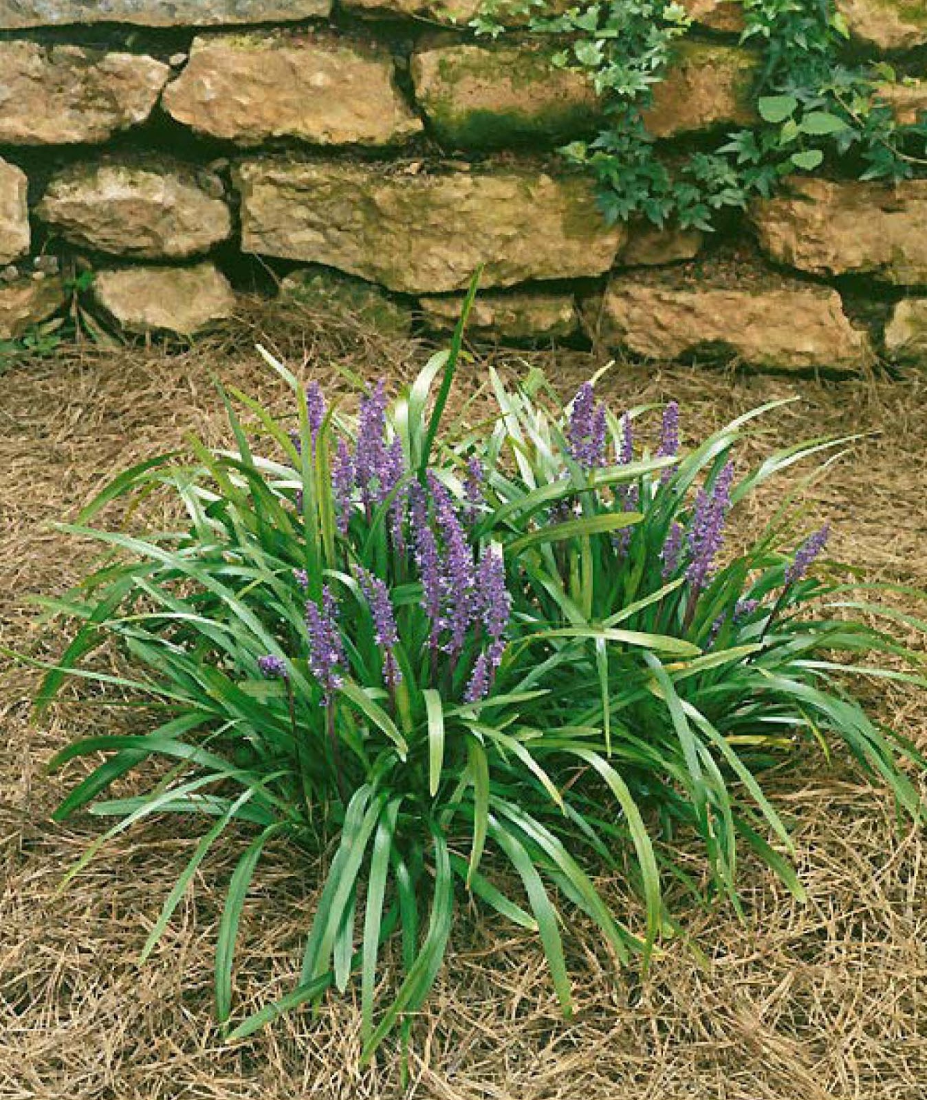royal purple royal purple