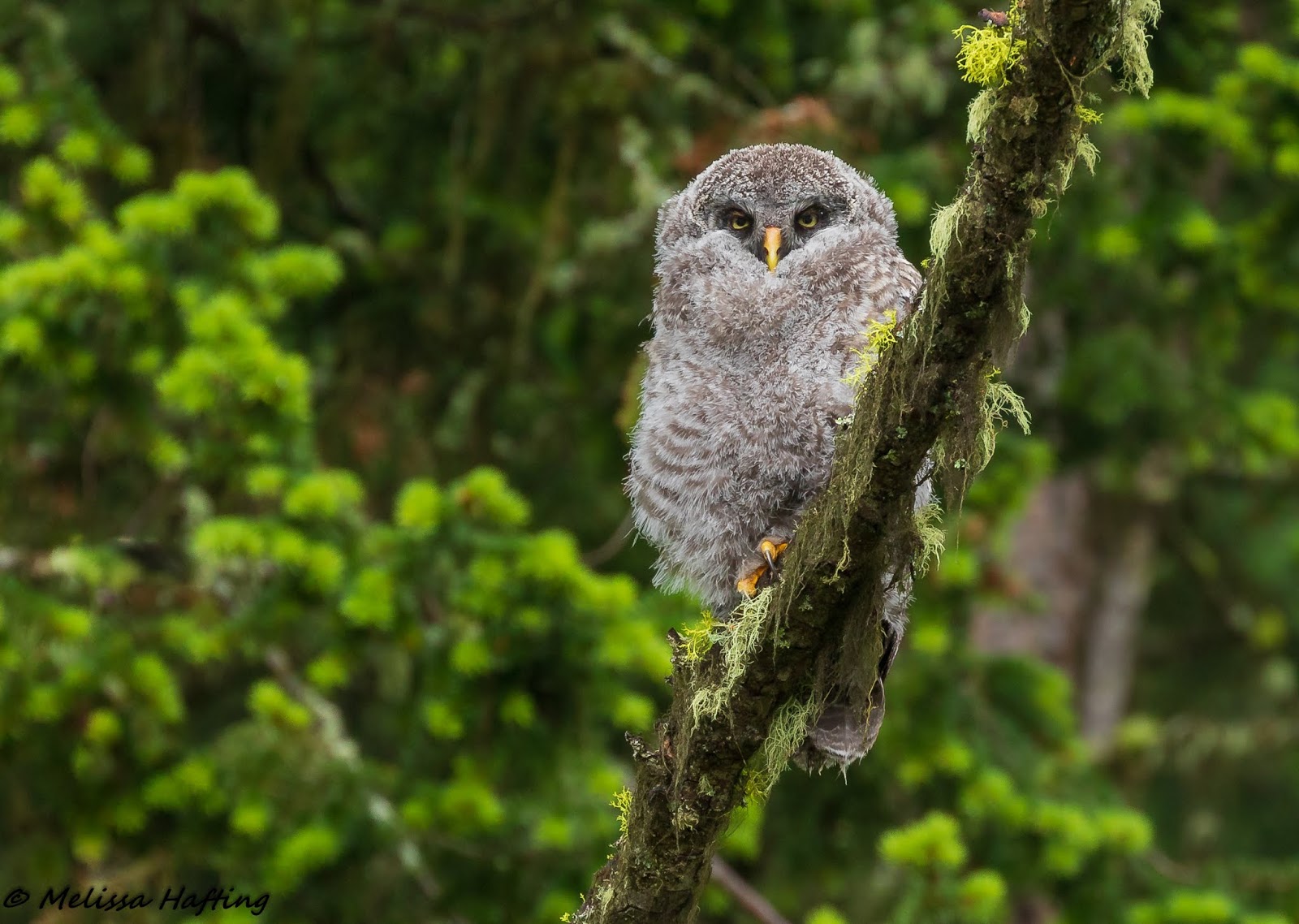 Young Birder Trip to Kamloops