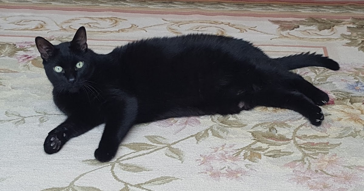 Shady The Holistic Vet