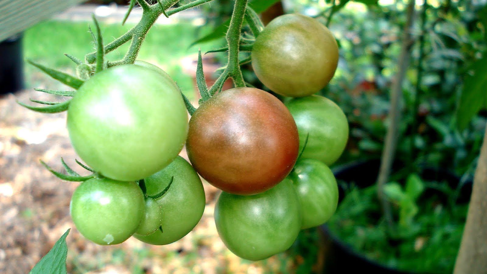 Starting A Vegetable Garden In Florida - Vege Choices