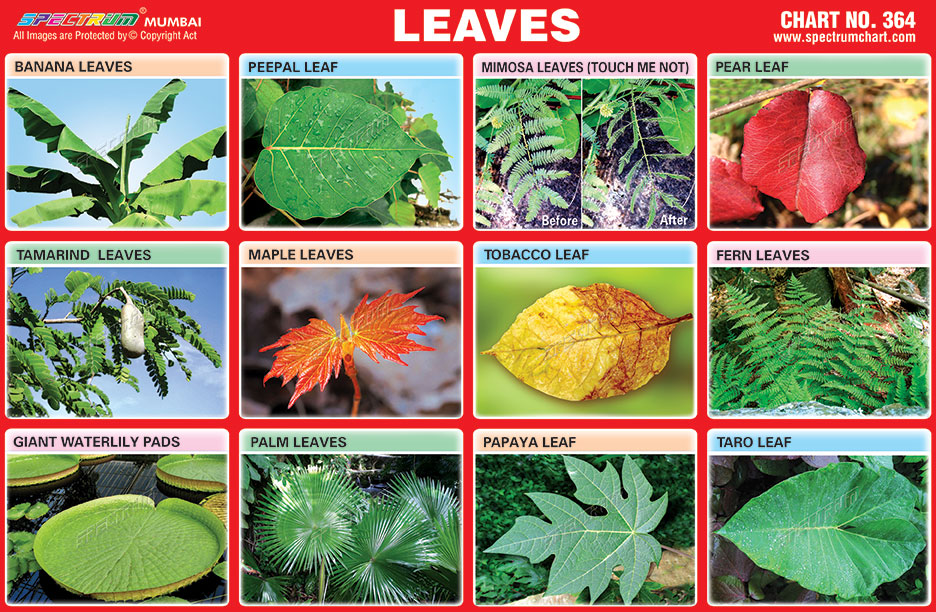 Spectrum Educational Charts: Chart 364 – Leaves