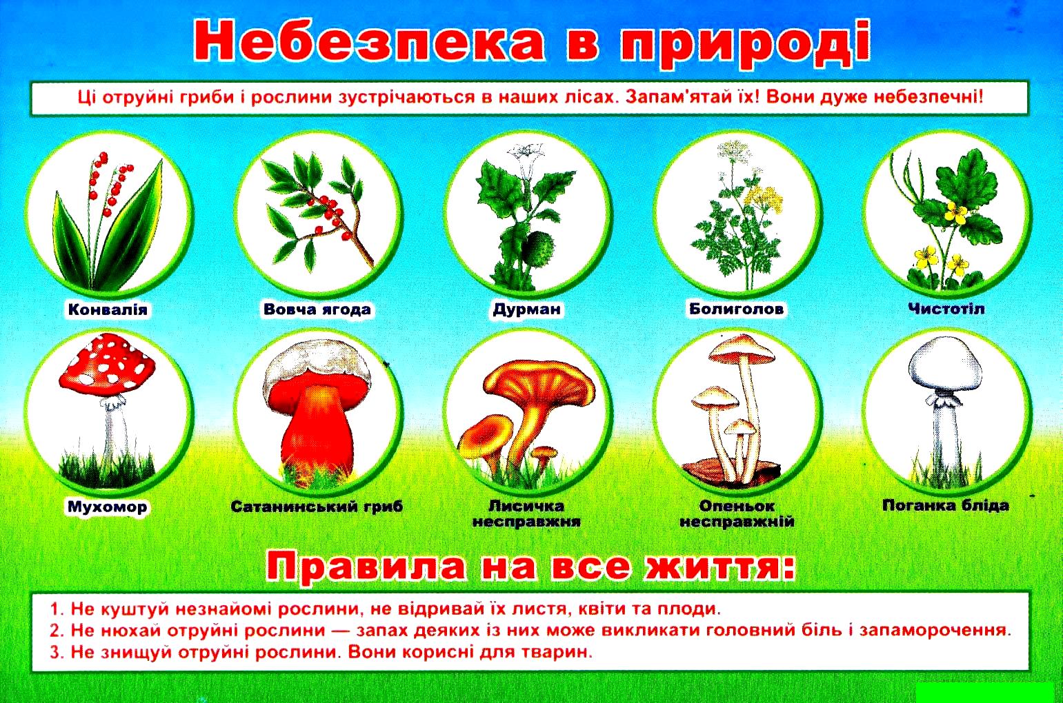 Лесные опасности для человека. Ядовитые растения и грибы. Безопасность на природе. Опасности в природе для детей. Ядовитые растения для дошкольников.