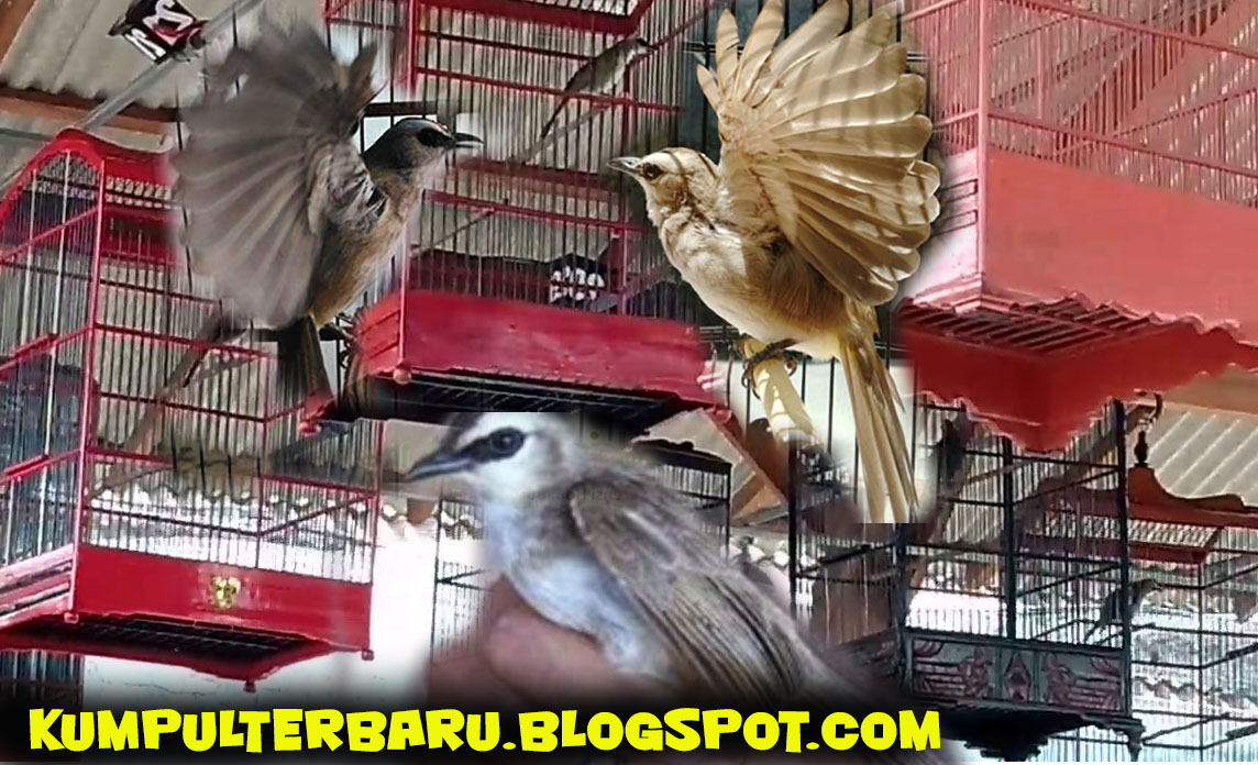 Cara Memilih Burung Trucukan Berkualitas Juara Yang Bagus