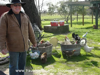 winery owner Dick Cooper with his chickens at Cooper Vineyards in Plymouth, California