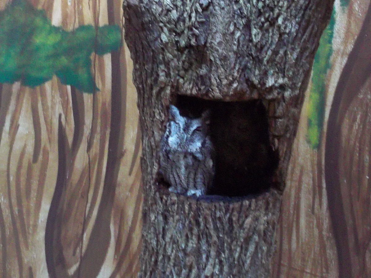 my Thoughts in Text: Educational outing: Carolina Raptor Center / Latta ...