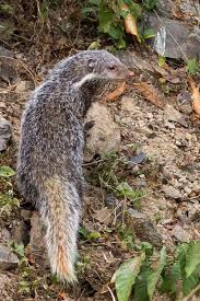 Crab eating mongoose